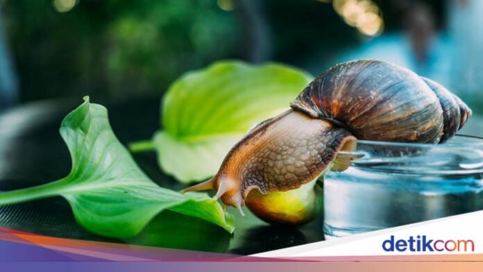 Cangkang siput yang diteliti sebagai arsip perubahan cuaca